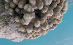 Porites porites