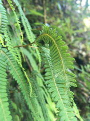 Sticherus squamulosus