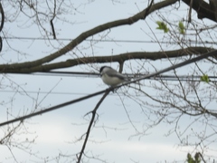 Poecile carolinensis