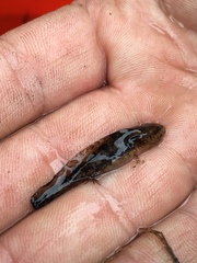 Ambystoma talpoideum