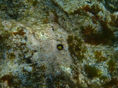 Caneva's Blenny