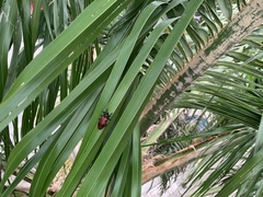 Coraliomela quadrimaculata