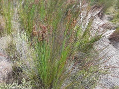 Elegia hookeriana