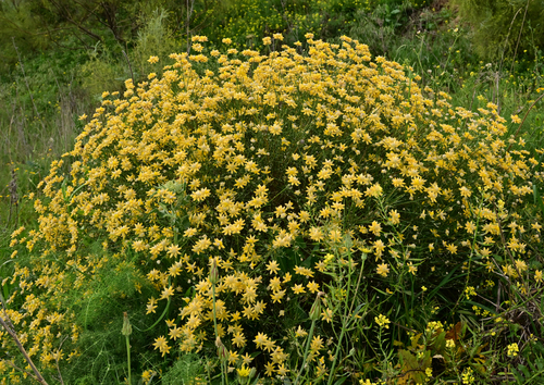 Avistamiento Genista umbellata