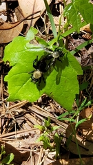 Laphria flavicollis