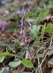 Corydalis decumbens