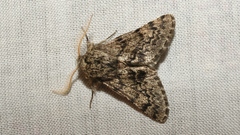 Apocheima hispidaria