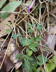 Corydalis decumbens