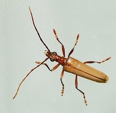 Stenocorus