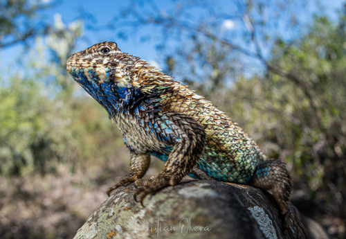 Eastern Spiny Lizard