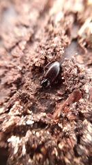 Limodromus