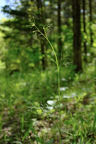 Perideridia americana, photograph 5