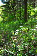 Perideridia americana, photograph (c) Nathan Aaron, some rights reserved (CC BY)