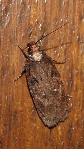 Depressaria albipunctella Hübner, 1801