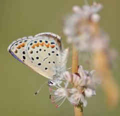 Euphilotes spaldingi