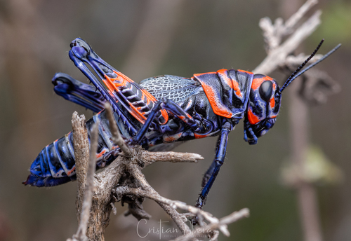 Rainbow Grasshopper