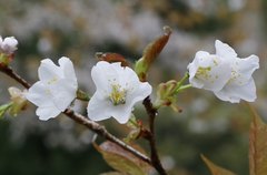 Prunus jamasakura