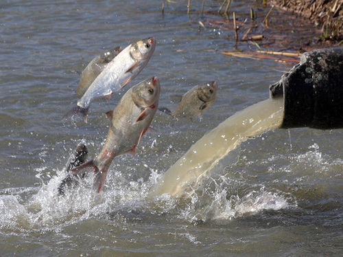 Silver Carp