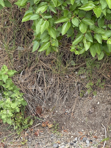 iNaturalist observation photo of Gopher Snake