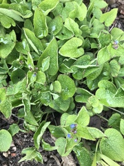 Brunnera