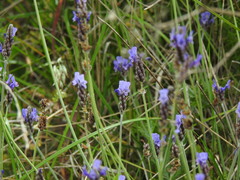 Lavandula multifida