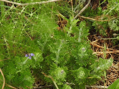 Lavandula multifida, photograph 1