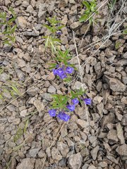 Scutellaria angustifolia
