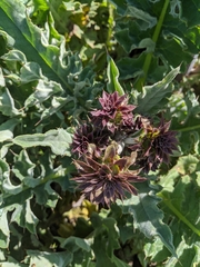 Cirsium fontinale obispoense