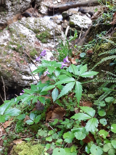 Cardamine glanduligera, photograph 6