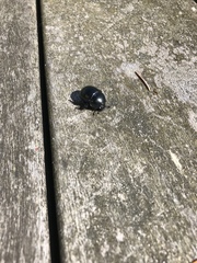 Trypocopris vernalis