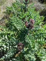 Cirsium fontinale obispoense