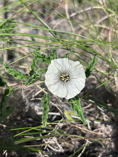 Monsonia