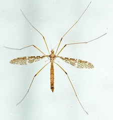Epiphragma