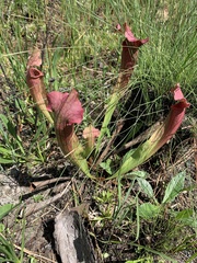 Sarracenia