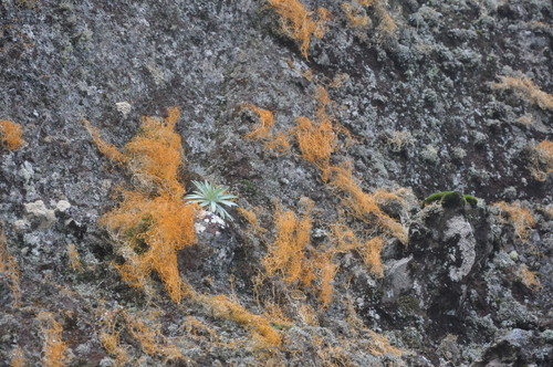 Lethariella canariensis