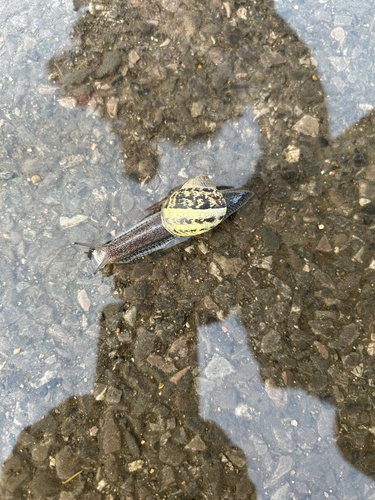 Cornu aspersum