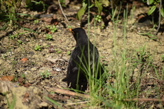 Turdus merula