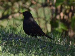 Turdus merula