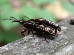 Arrhenodes minutus