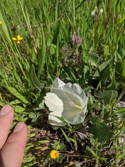 Calystegia subacaulis episcopalis