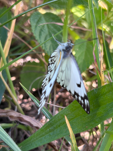 Eastern Pointed Caper White