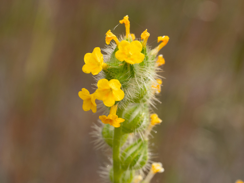 Amsinckia lycopsoides observed 2026-05-02