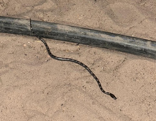 Spotted Wolf Snake