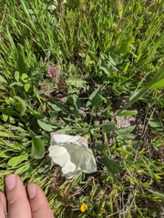 Calystegia subacaulis episcopalis