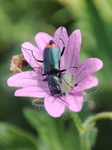 Clanoptilus