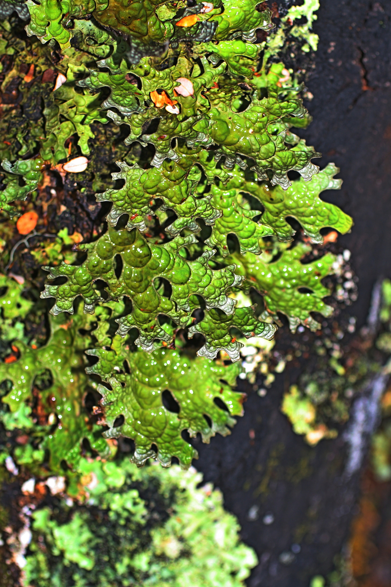 Pseudocyphellaria billardierei image