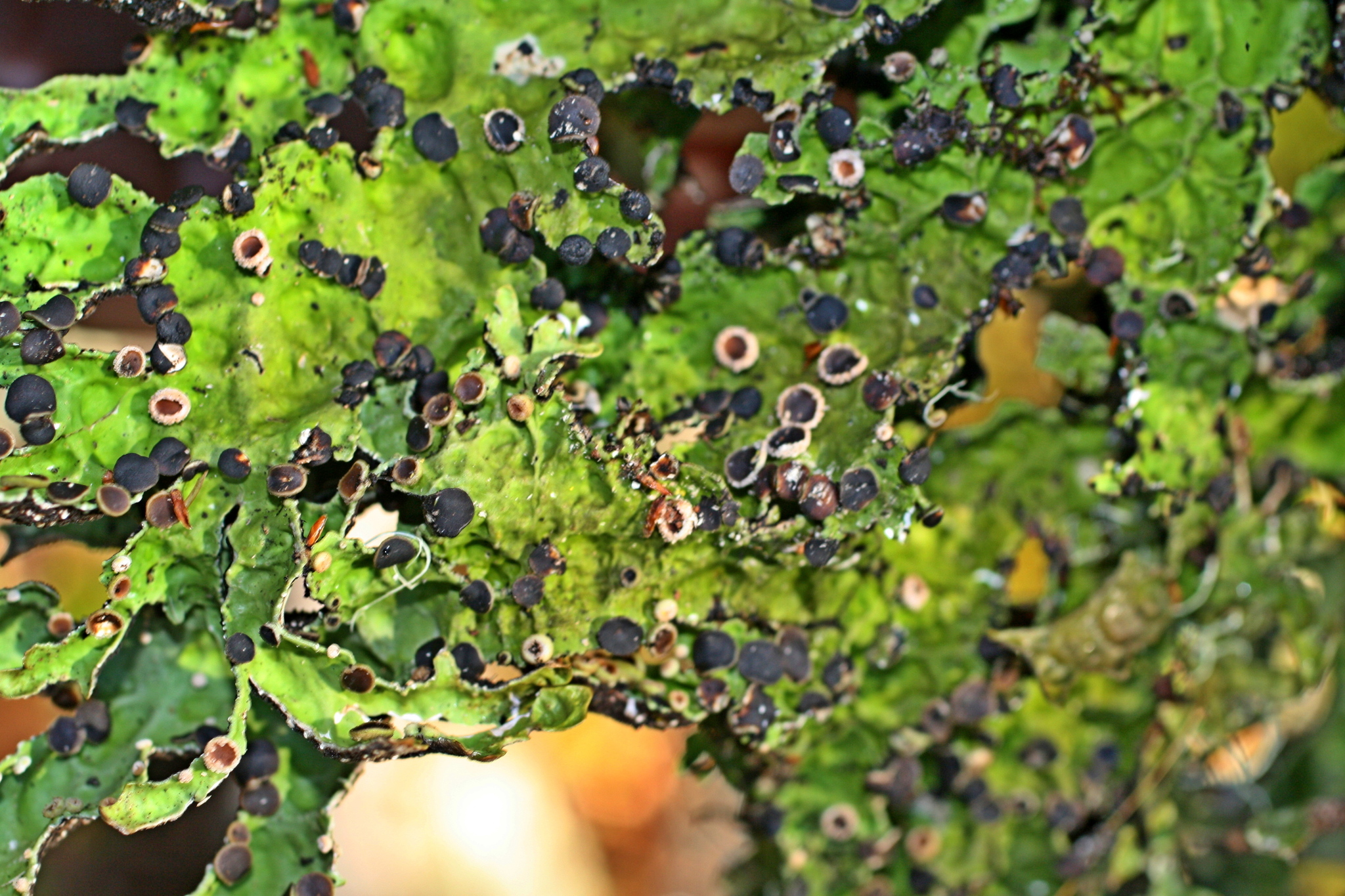 Pseudocyphellaria billardierei image