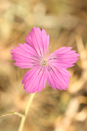 Dianthus strictus