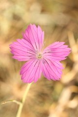 Dianthus strictus