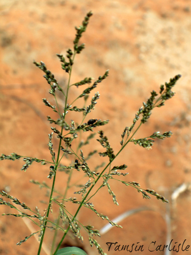 Janochloa antidotalis